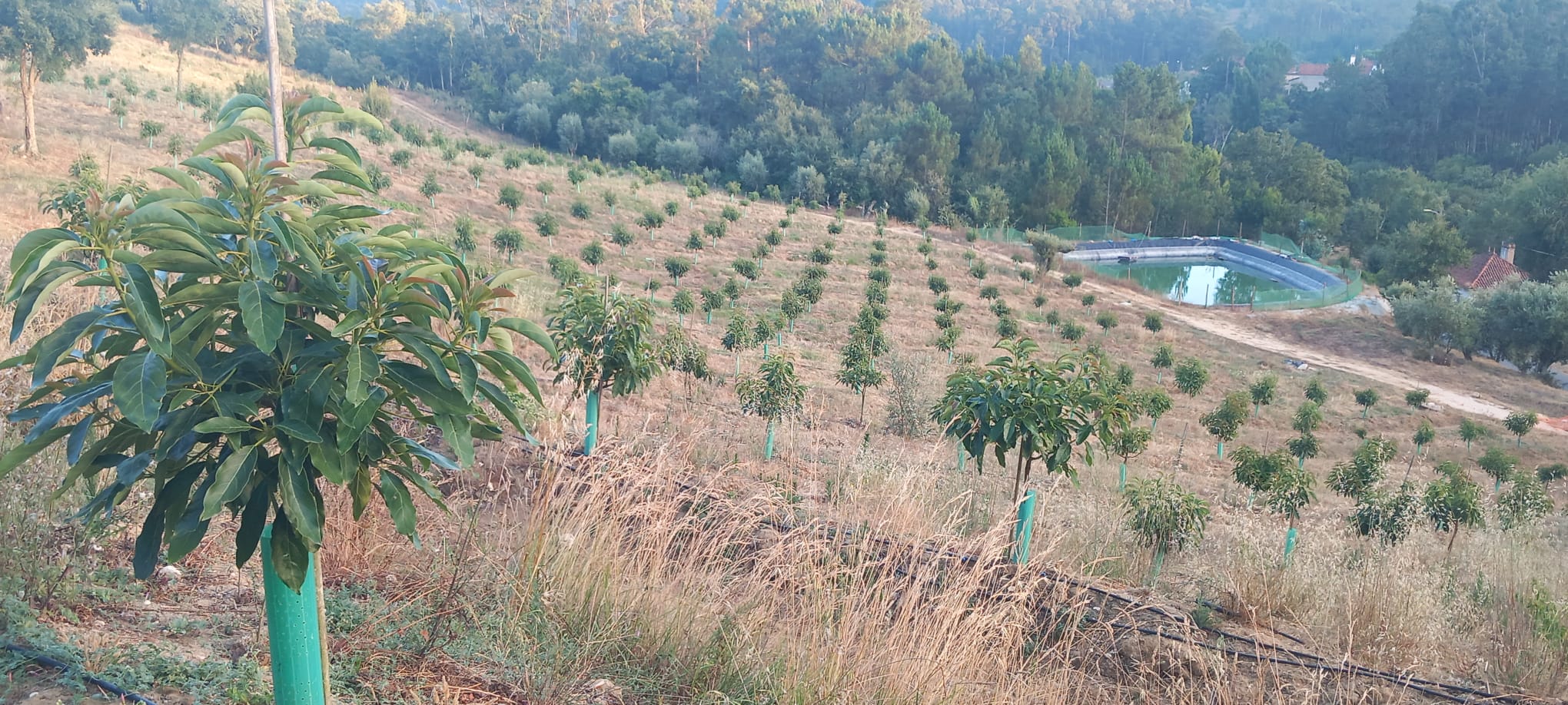 Quinta do Alfayate